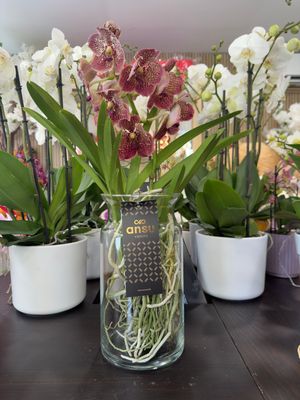 Orchidea Vanda Maculata Orchidea Vanda Maculata