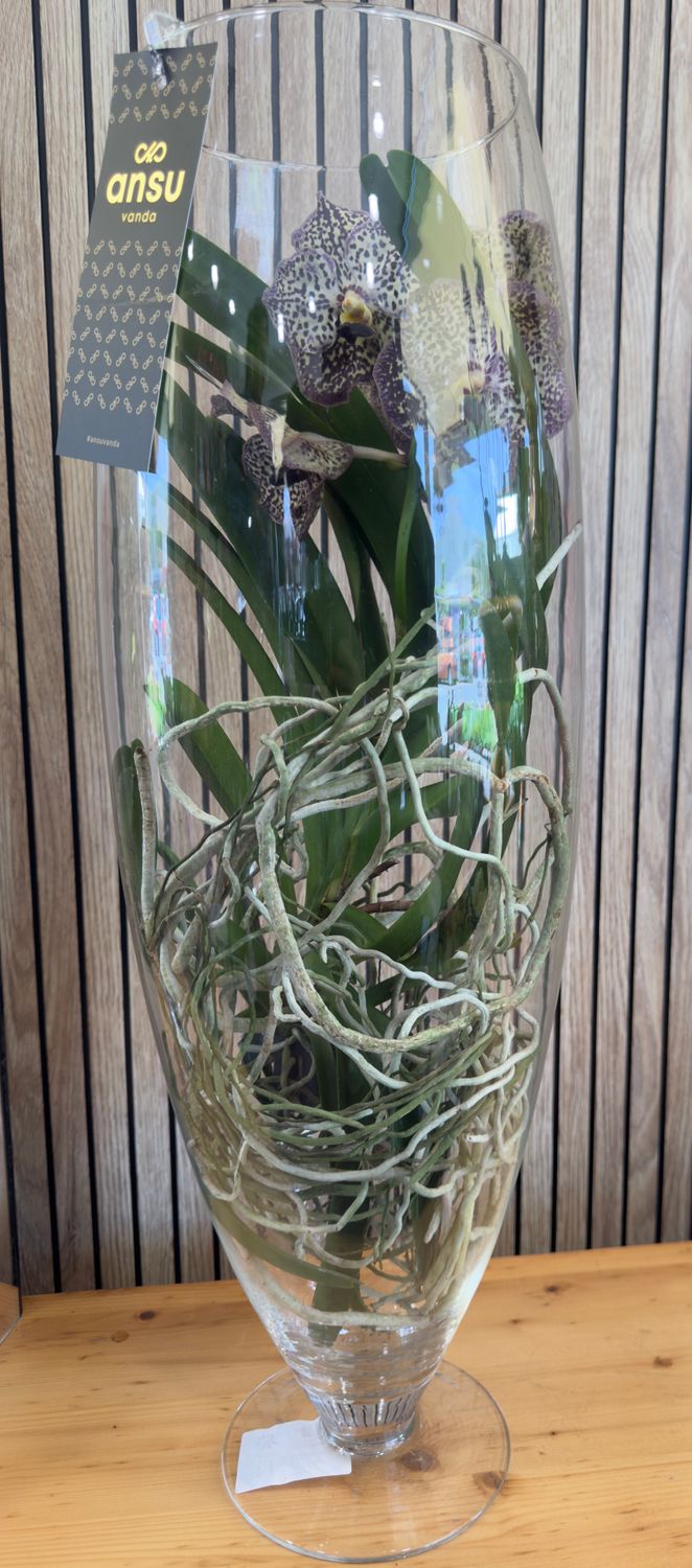 Orchidea Vanda in vetro Glicine