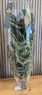 Orchidea Vanda in vetro Glicine Orchidea Vanda in vetro Glicine