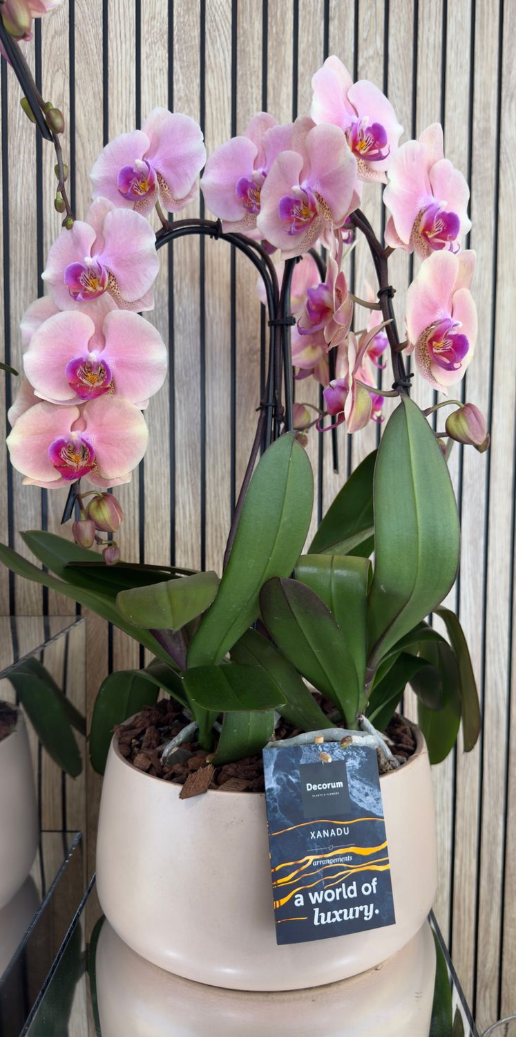 Orchidea Cigno in ciotola