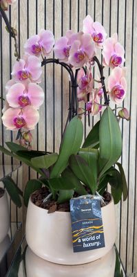 Orchidea Cigno in ciotola