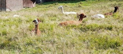 Gutschein verschenken für Meet & Greet auf der Weide (ab 9 Jahre)