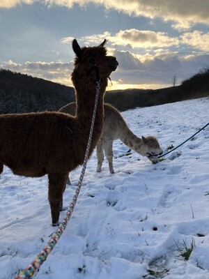 Gutschein einlösen - Alpaka Wanderung mit eigenem Alpaka
