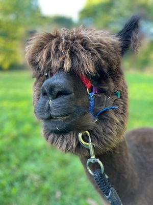 Buchen - Alpaka Wanderung mit eigenem Alpaka (ab 9 Jahre) Buchen - Alpaka Wanderung mit eigenem Alpaka (ab 9 Jahre)