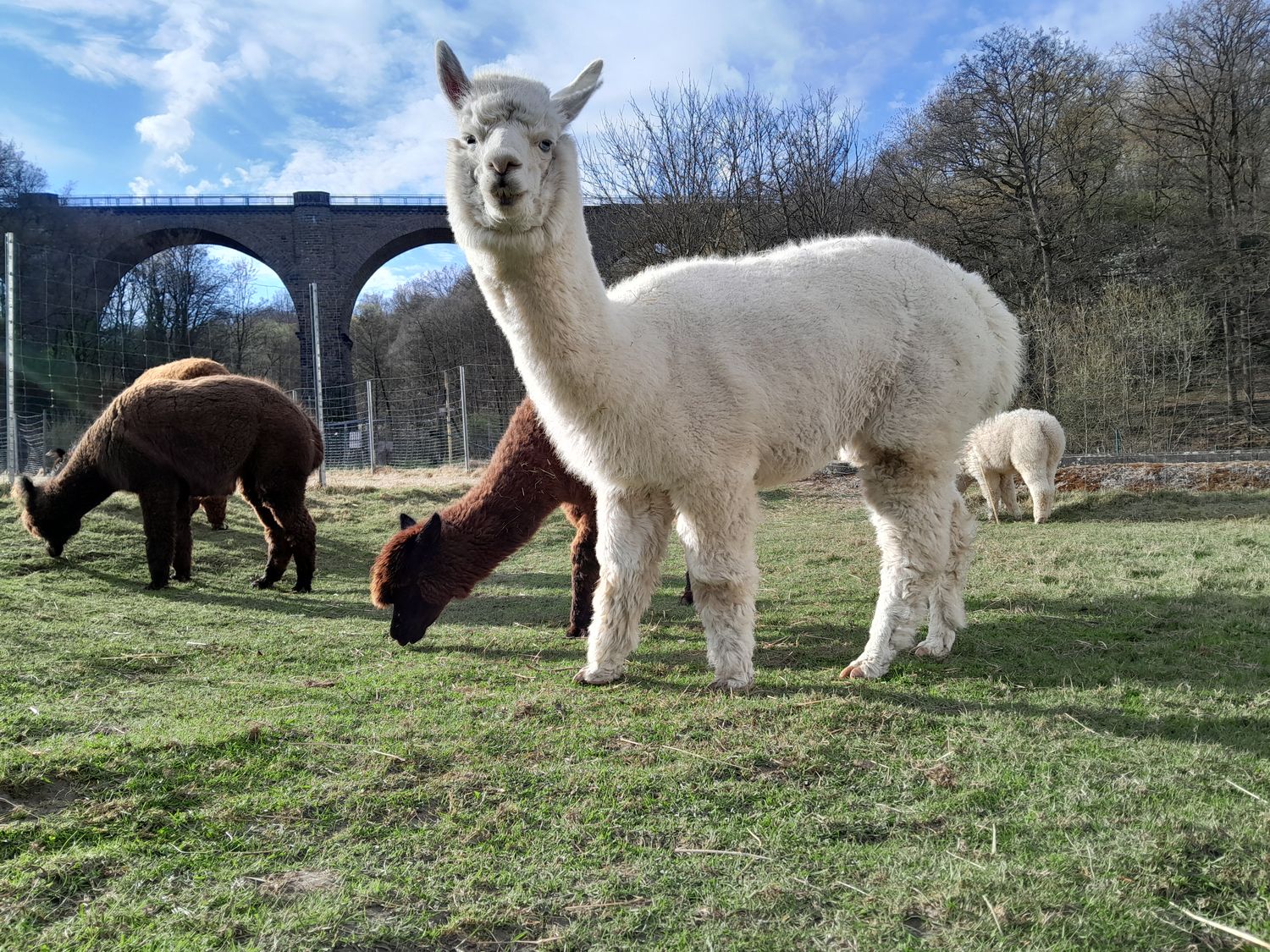 Buchen - Alpaka Meet & Greet auf der Weide (ab 6 Jahre) Buchen - Alpaka Meet & Greet auf der Weide (ab 6 Jahre)