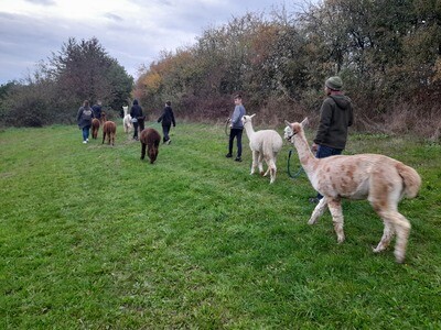 Buchen - Alpaka Wanderung Begleitperson (ab 6 Jahre) Buchen - Alpaka Wanderung Begleitperson (ab 6 Jahre)