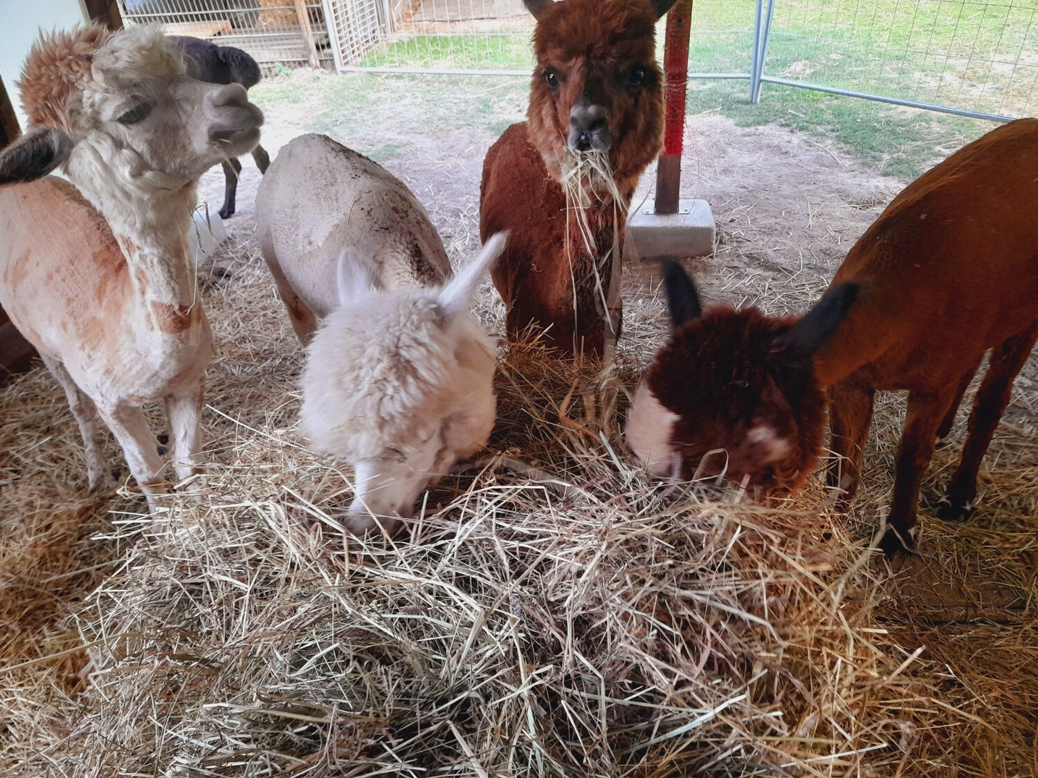 Gutschein einlösen - Meet & Greet auf der Weide Gutschein einlösen - Meet & Greet auf der Weide