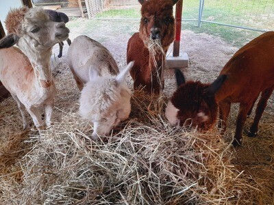 Gutschein einlösen - Meet & Greet auf der Weide Gutschein einlösen - Meet & Greet auf der Weide