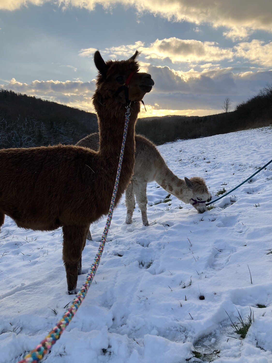 Gutschein einlösen - Alpaka Wanderung mit eigenem Alpaka