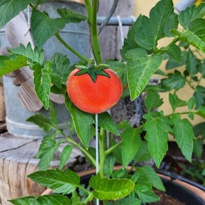 GemüseStecker * Tomate