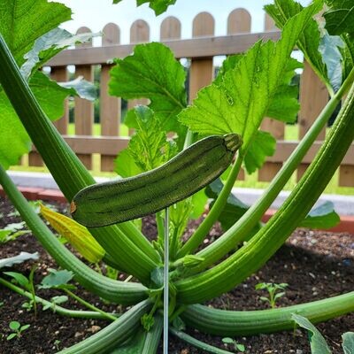 GemüseStecker * Zucchini
