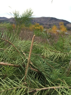 Douglas Fir Hydrosol – 2023 product Douglas Fir Hydrosol – 2023 product