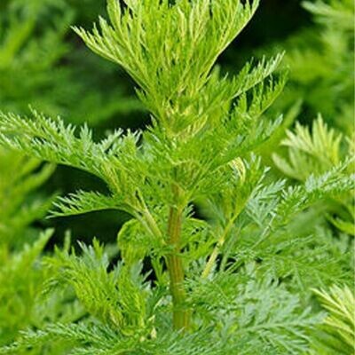 Sweet Annie Hydrosol (Artemisia annua) - 2023 product