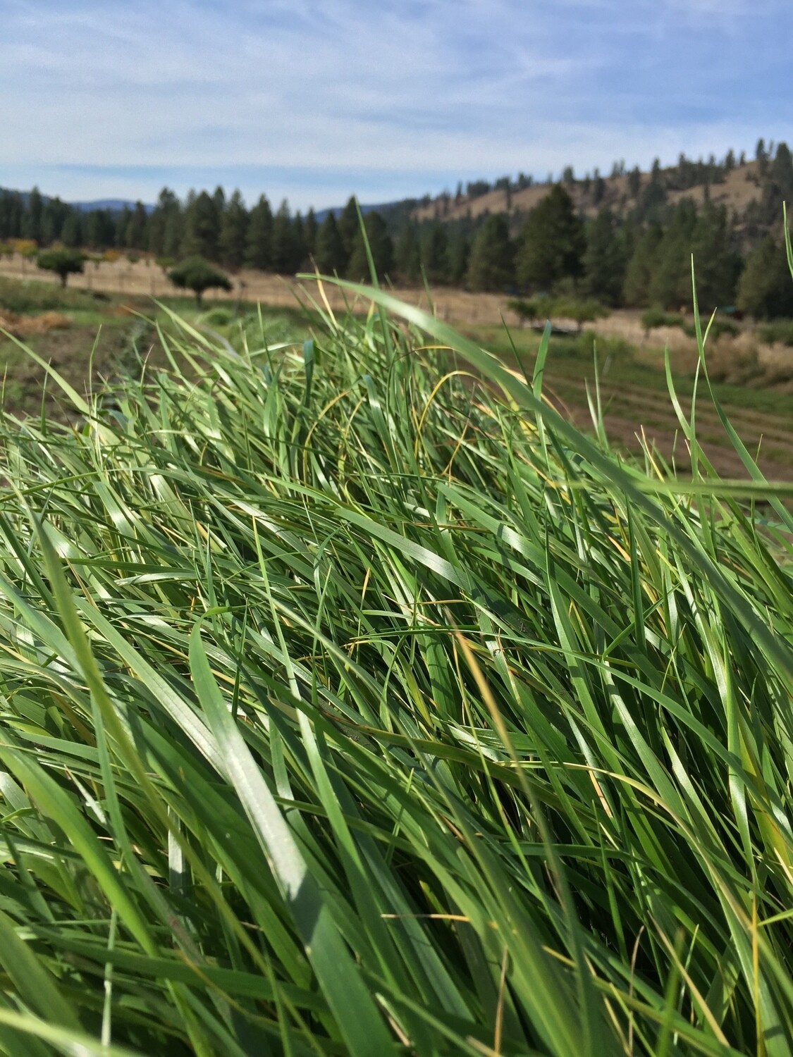 Sweet Grass (Hierochloe odorata) Plant