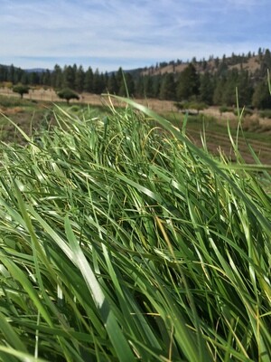 Sweet Grass Hydrosol – 2023 product Sweet Grass Hydrosol – 2023 product