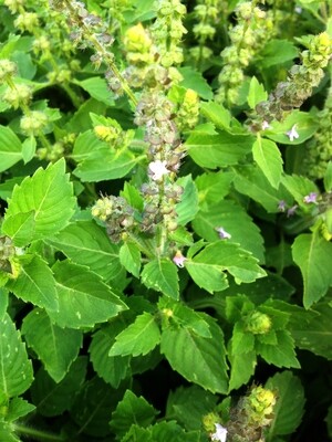 Tulsi Hydrosol (Holy Basil) – 2023 product Tulsi Hydrosol (Holy Basil) – 2023 product