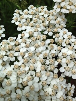 Yarrow infused olive oil – 2023 product