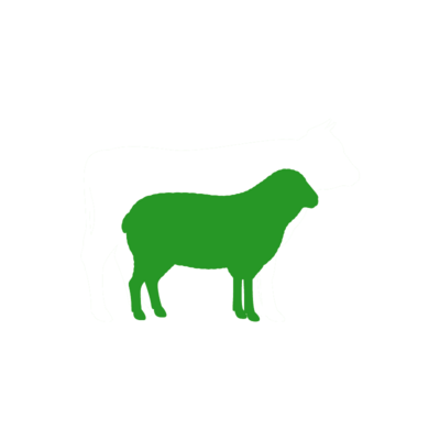 Schaf, Lamm