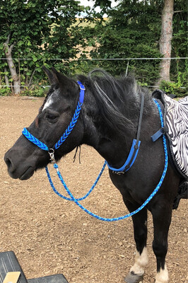 Pferdezubehör aller Art