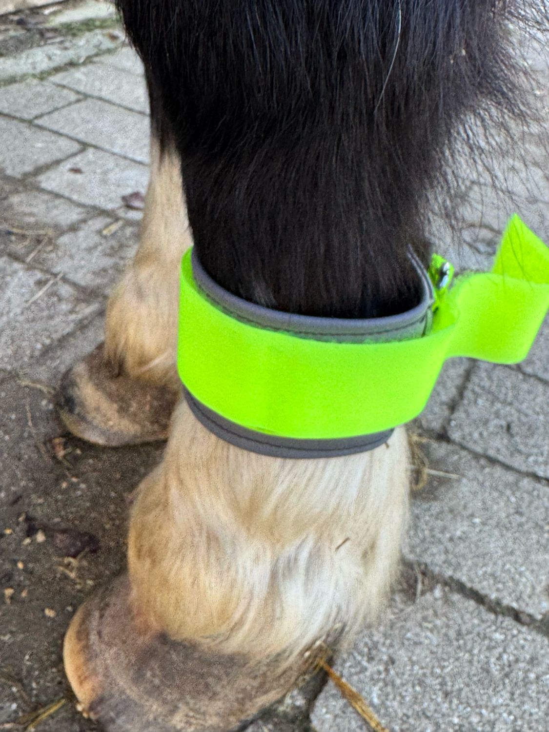 Fußbänder für chipgesteuerte Fütterung im Aktivstall