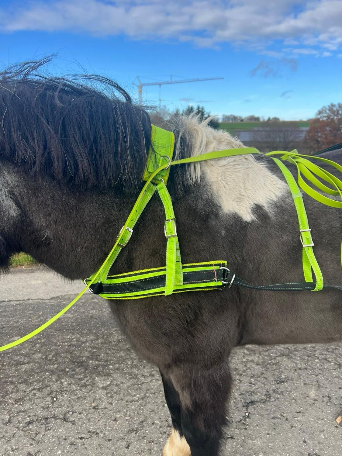 Skijöring Set – jetzt zum Testpreis sichern! ❄️🐴