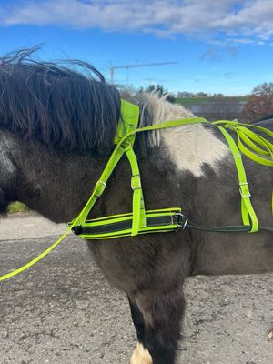 Skijöring Set – jetzt zum Testpreis sichern! ❄️🐴