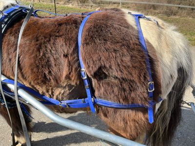 ** Hintergeschirr für Ponys und Pferde – Handgefertigt für optimale Passform und Haltbarkeit