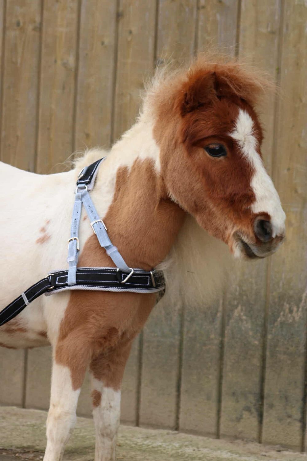 Schlitten/ Skijöring Set ❄️🐴