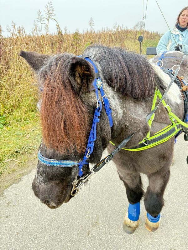 Brustblatt „BASIC“ für Einsteiger – Maßgefertigt für Mini Shettys &amp; Ponys  