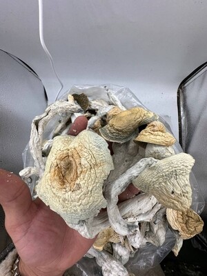 PENIS ENVYS
