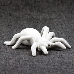 Tarantula Spider