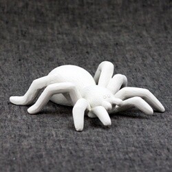 Tarantula Spider Kids