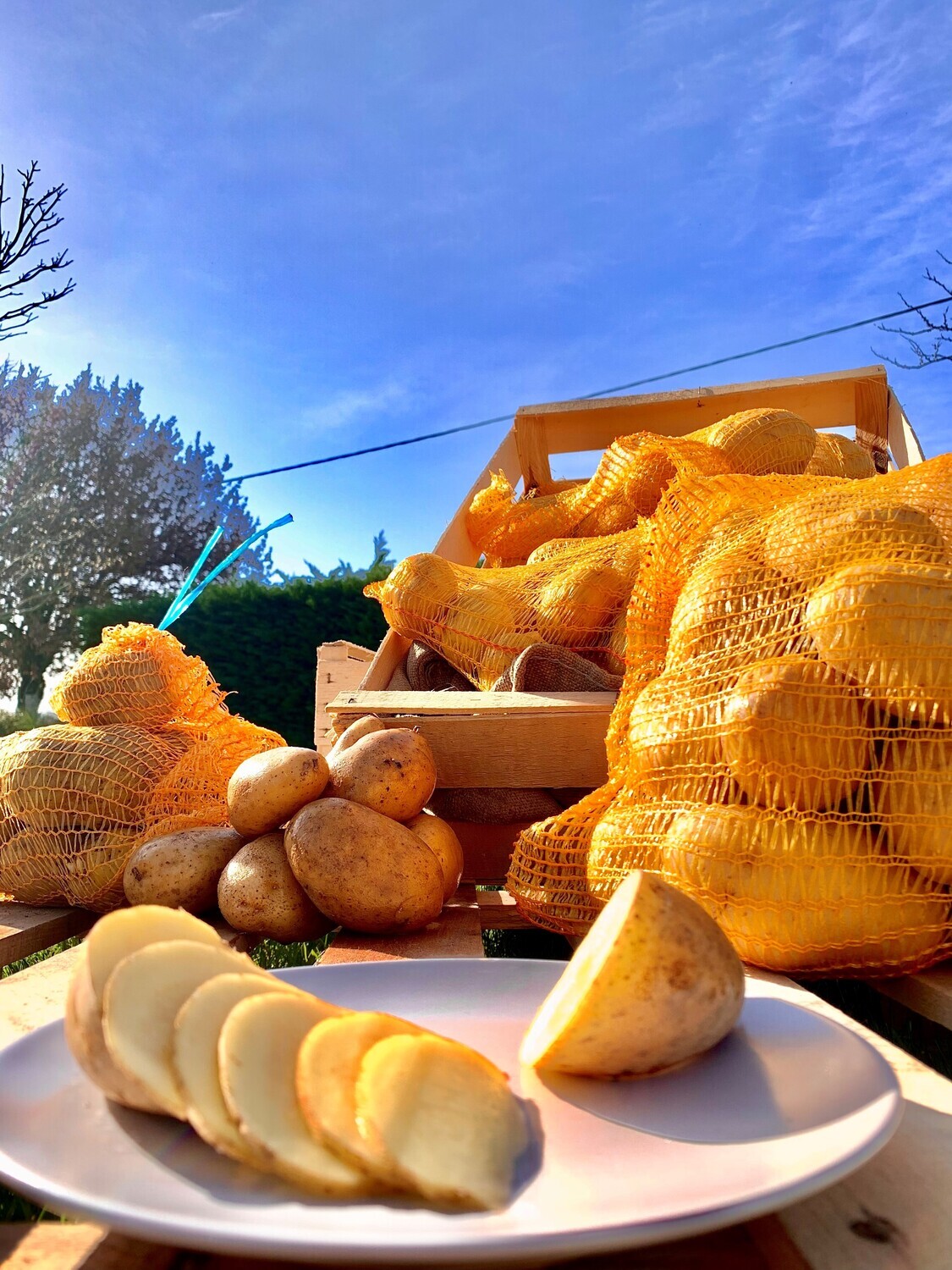 Pomme de Terre Agata 10KG