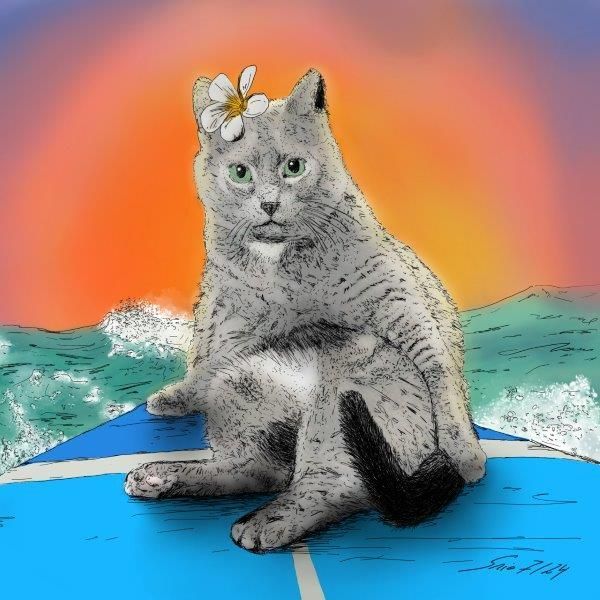 Hawaii  - Katze beim Surfen