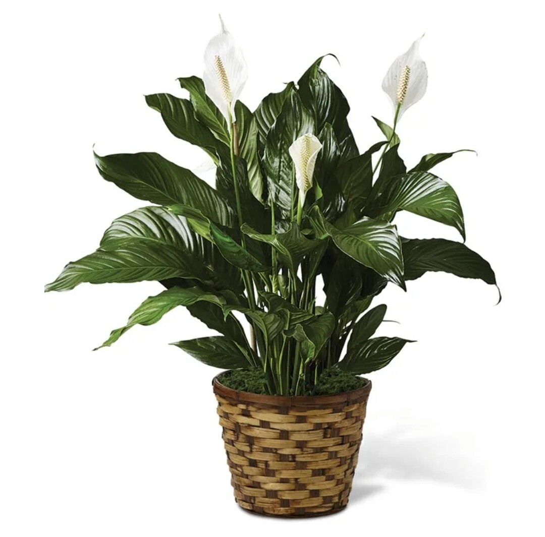 Peace Lilly