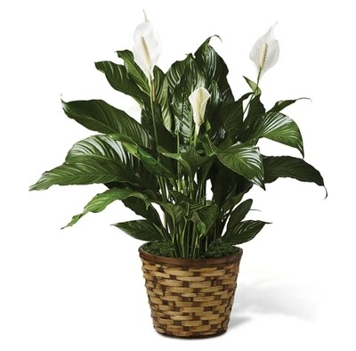 Peace Lilly
