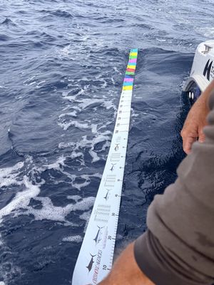 OFFSHORE AGENCIES PELAGIC 3M MEASURING TAPE