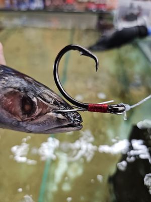 KONAN LIVE BAIT RIG CIRCLE