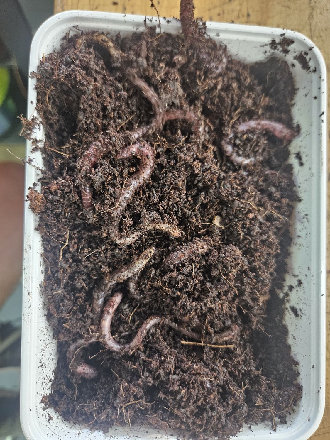 Live  Worms Euro Night Crawlers