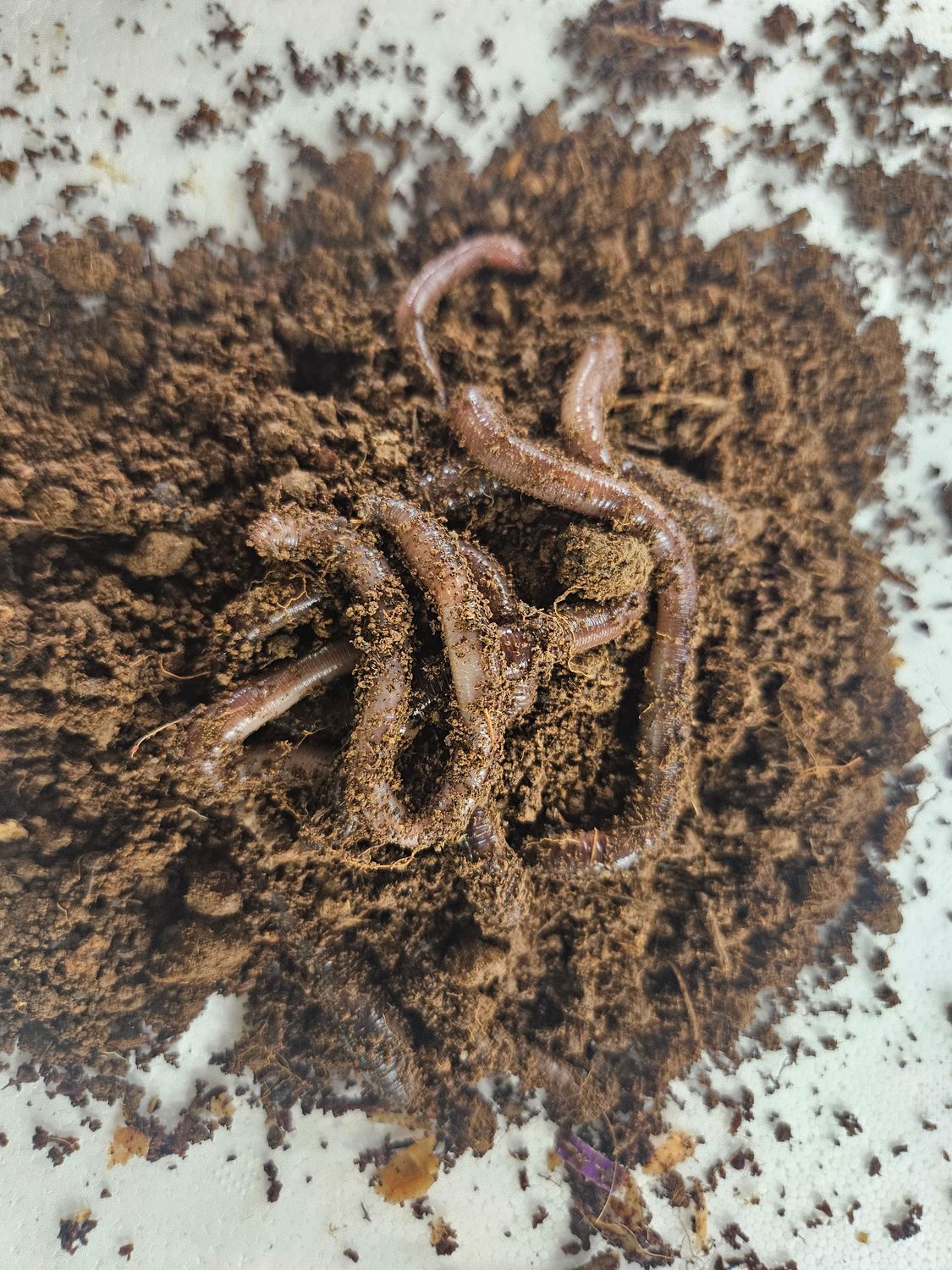 Scrubworms Live Punnet