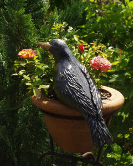 Amsel