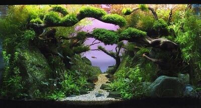 Decoración Natural