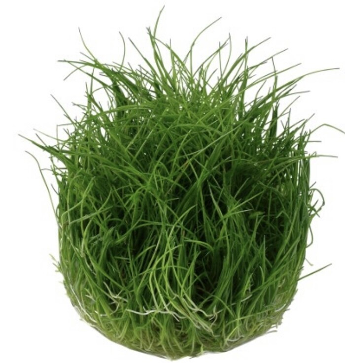Eleocharis sp minima in vitro