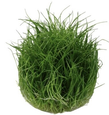 Eleocharis sp minima in vitro