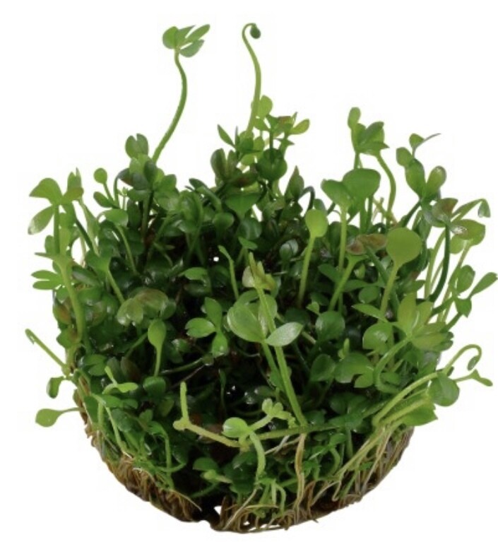 MARSILEA HIRSUTA in vitro
