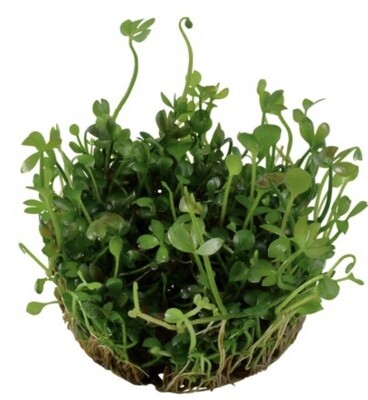 MARSILEA HIRSUTA in vitro