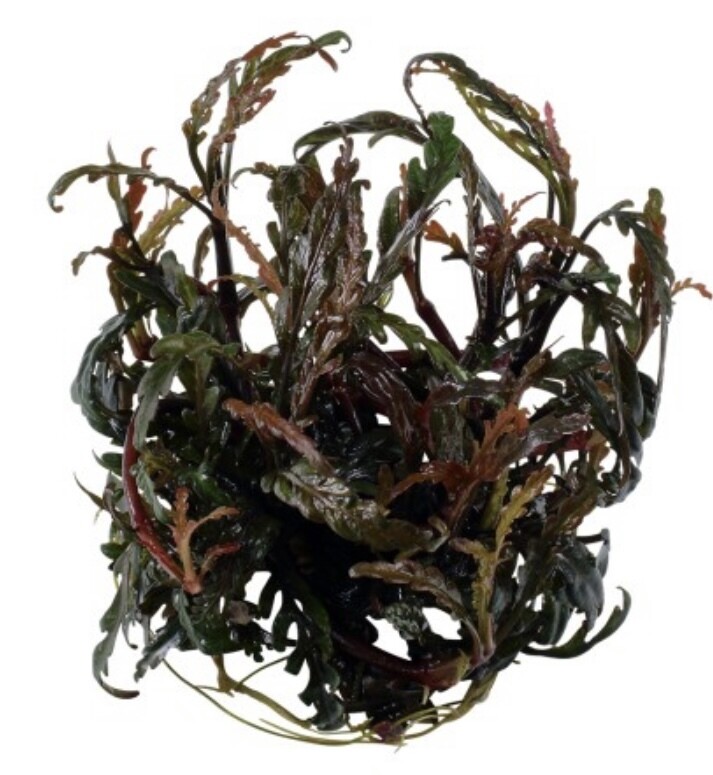 HYGROPHILA PINNATIFIDA IN VITRO