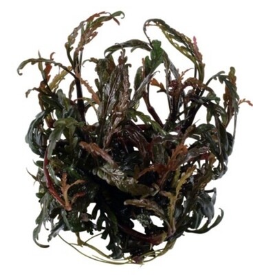 HYGROPHILA PINNATIFIDA IN VITRO