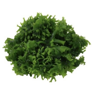 MONOSOLENIUM TENERUM IN VITRO
