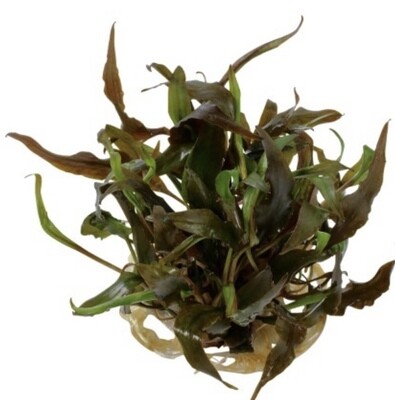 CRYPTOCORYNE UNDULATUS 'RED' IN VITRO